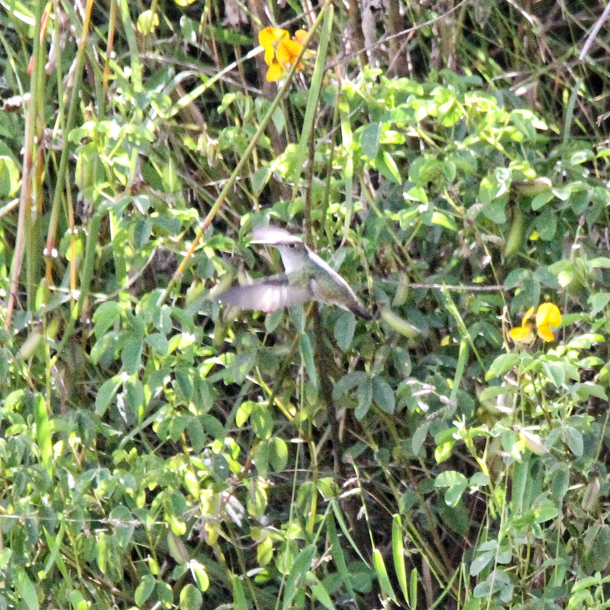 White-bellied Hummingbird - ML617059669