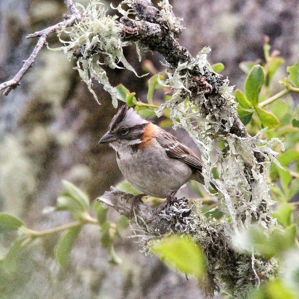 Rufous-collared Sparrow - ML617059726