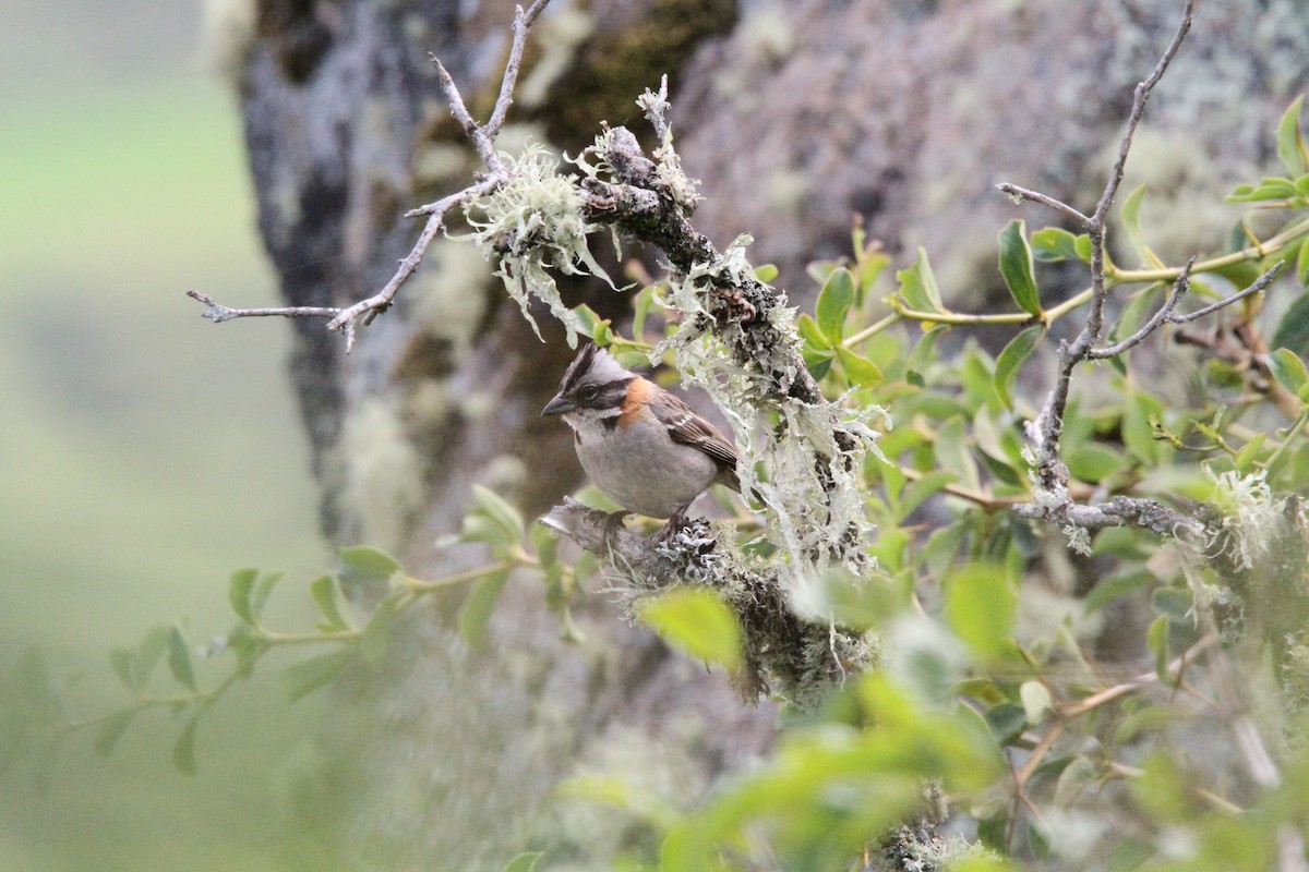 Rufous-collared Sparrow - Oscar  Diaz