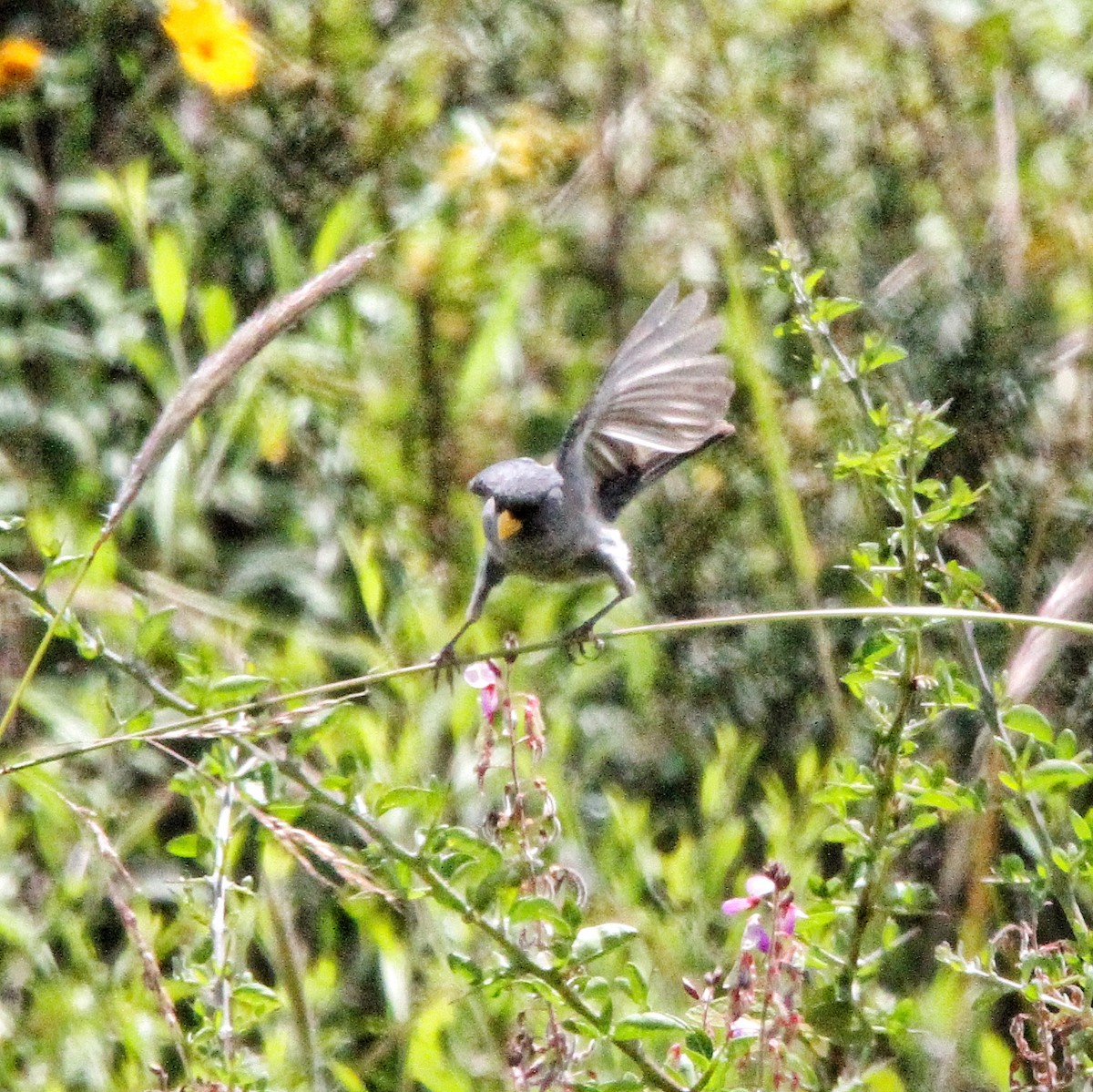 Band-tailed Seedeater - ML617059753