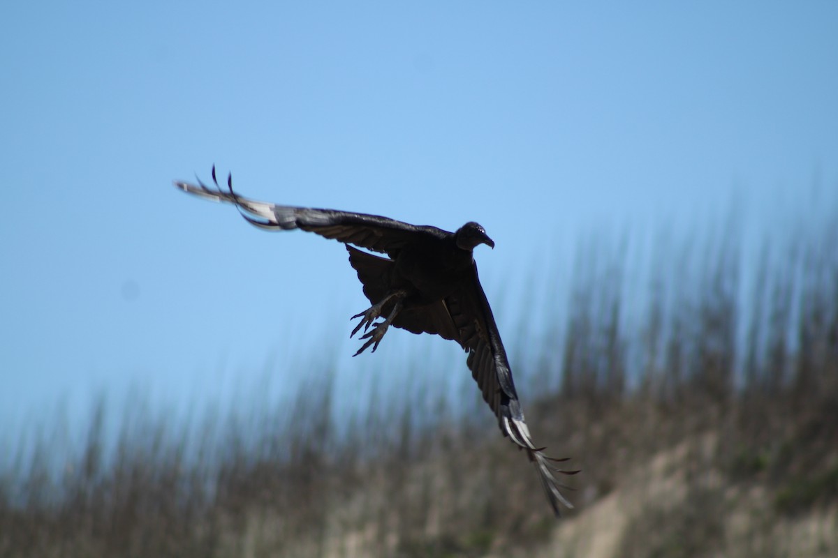 Black Vulture - ML617059808
