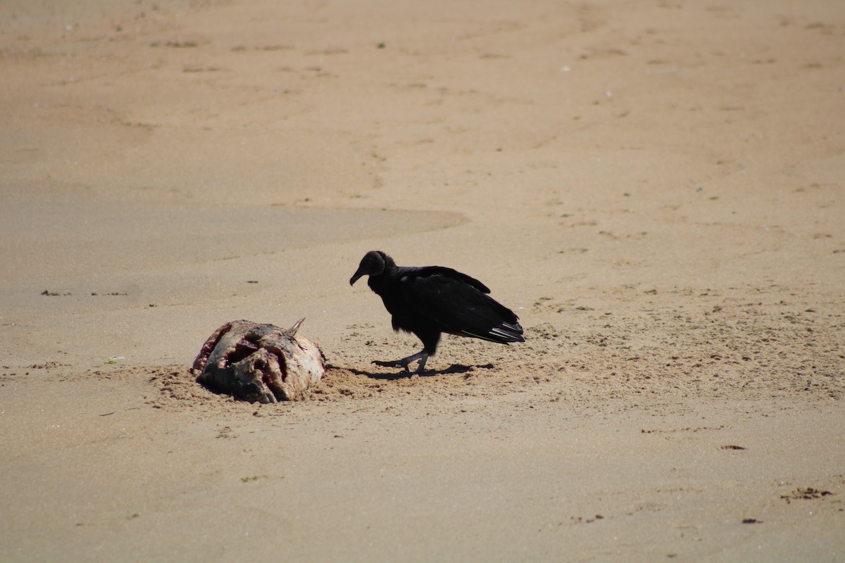 Black Vulture - ML617059809