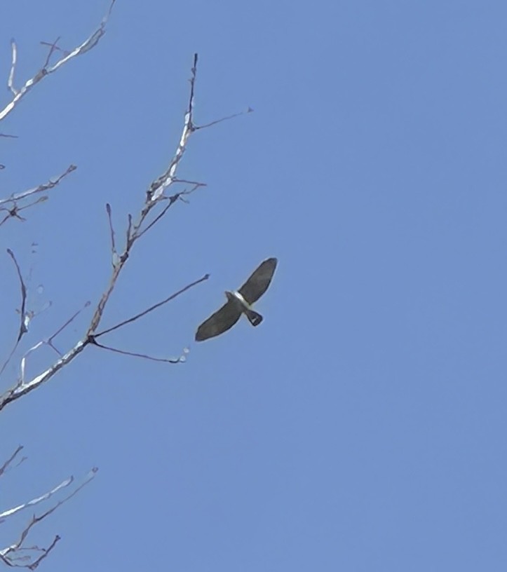 Broad-winged Hawk (Northern) - ML617059838