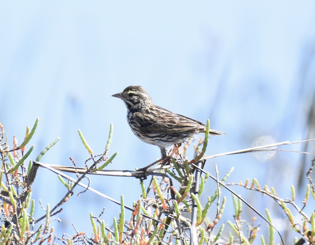 Savannah Sparrow (Belding's) - ML617059883