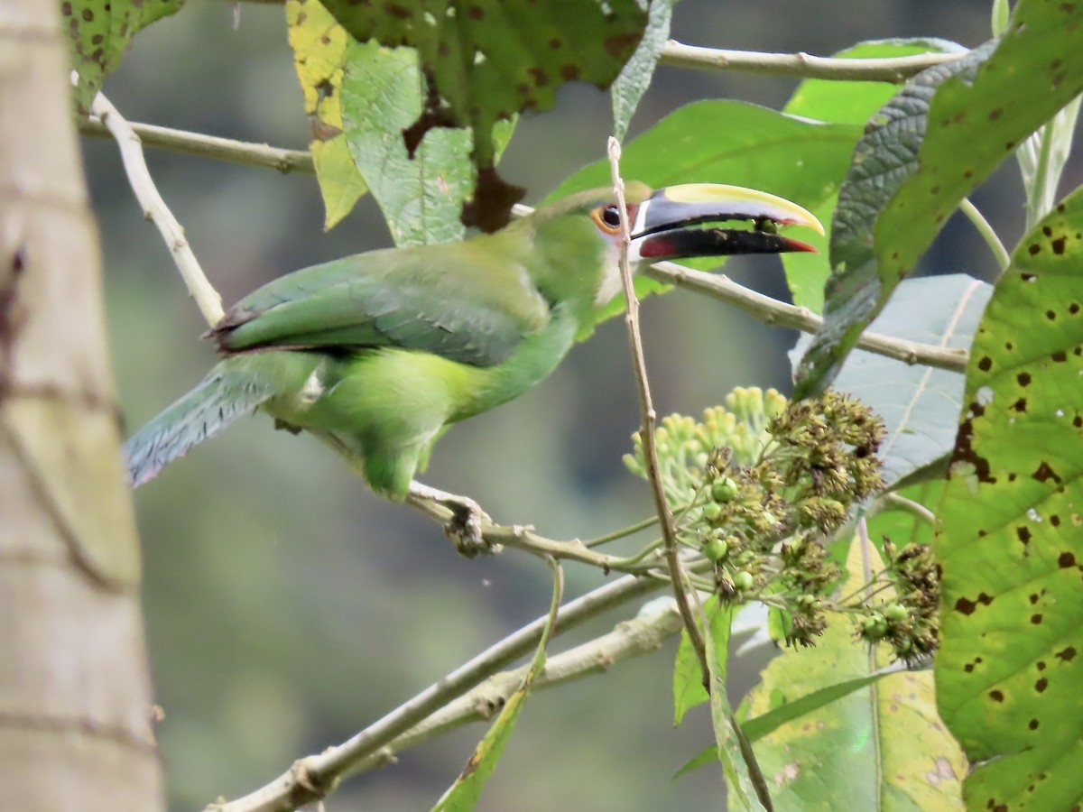 Southern Emerald-Toucanet (Andean) - ML617059902