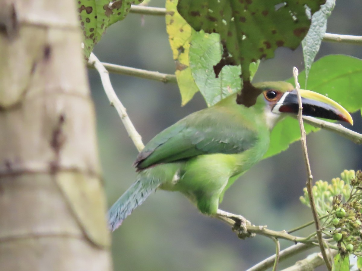 Southern Emerald-Toucanet (Andean) - ML617059903