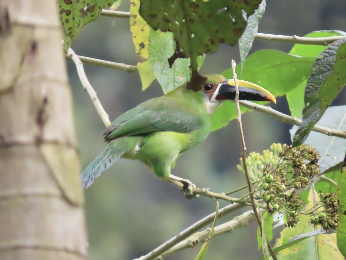 Southern Emerald-Toucanet (Andean) - ML617059904