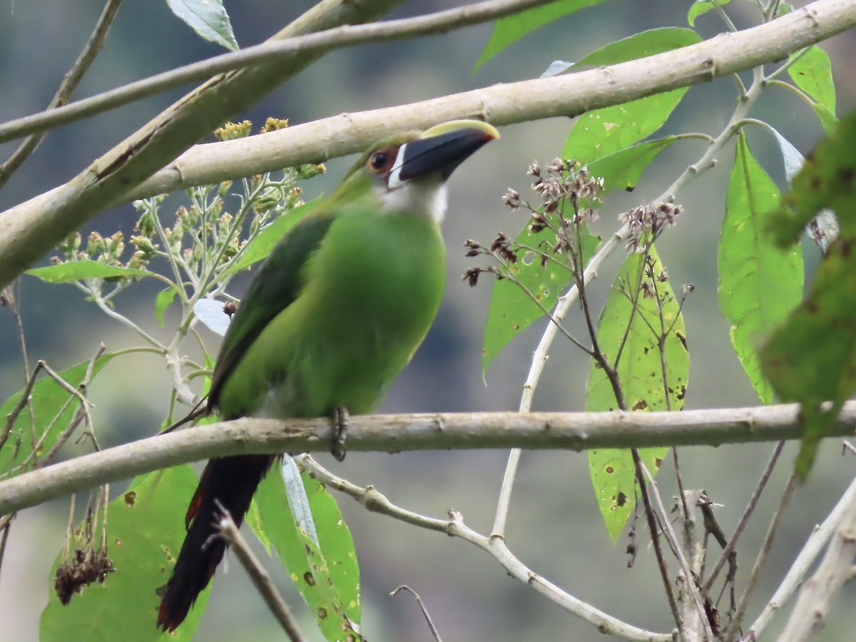 Southern Emerald-Toucanet (Andean) - ML617059906