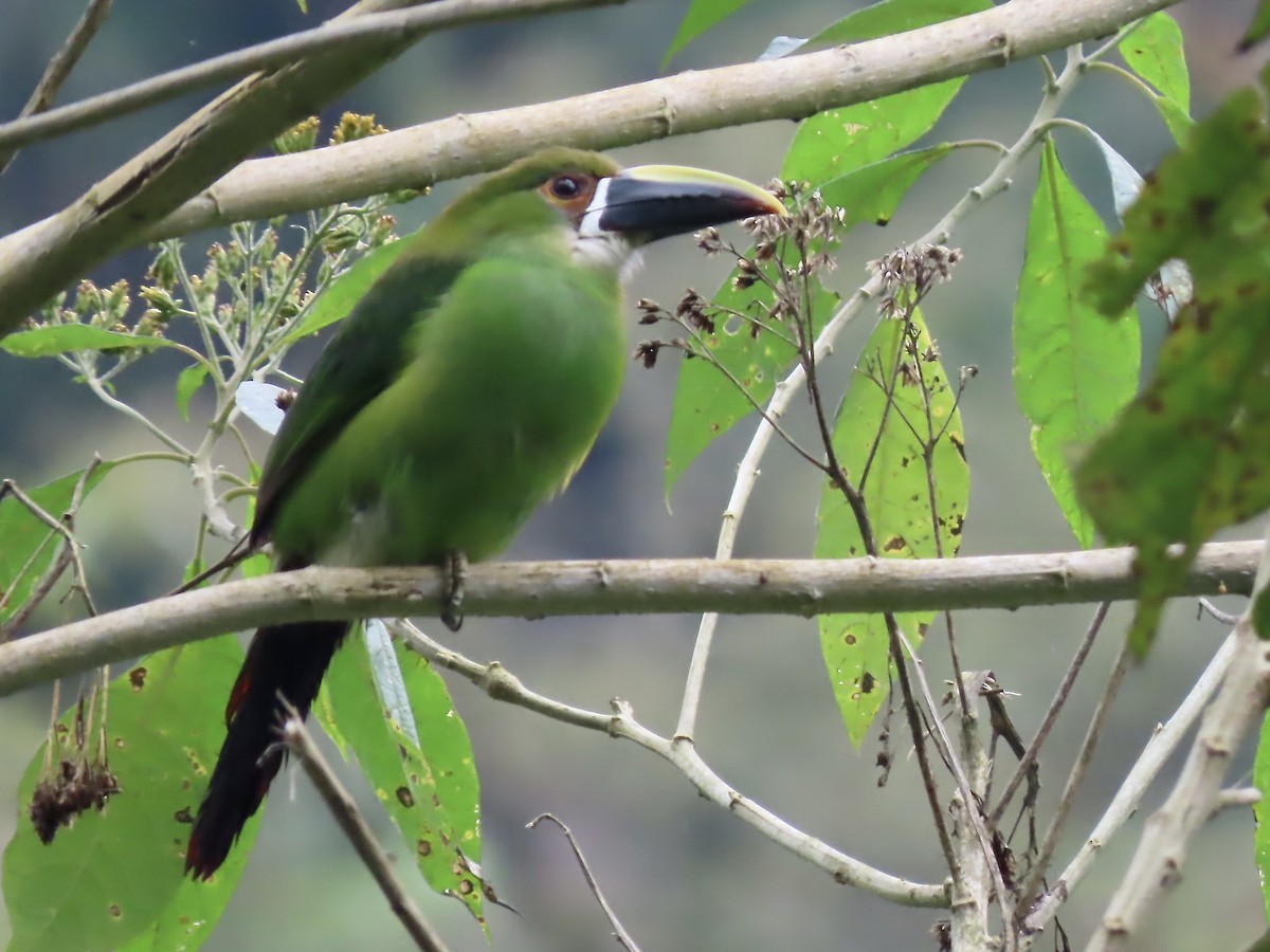 Southern Emerald-Toucanet (Andean) - ML617059910