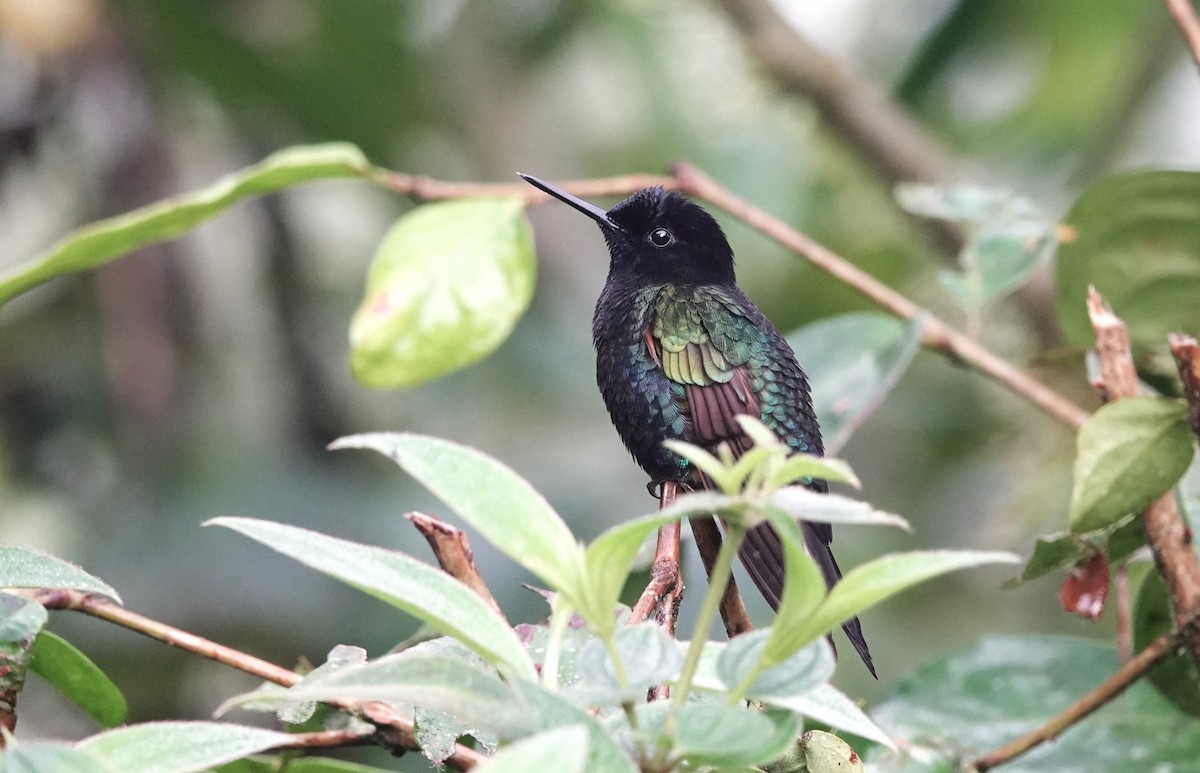 kolibřík hyacintový - ML617059969