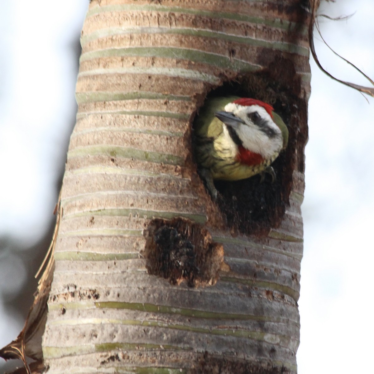 Cuban Green Woodpecker - ML617059980