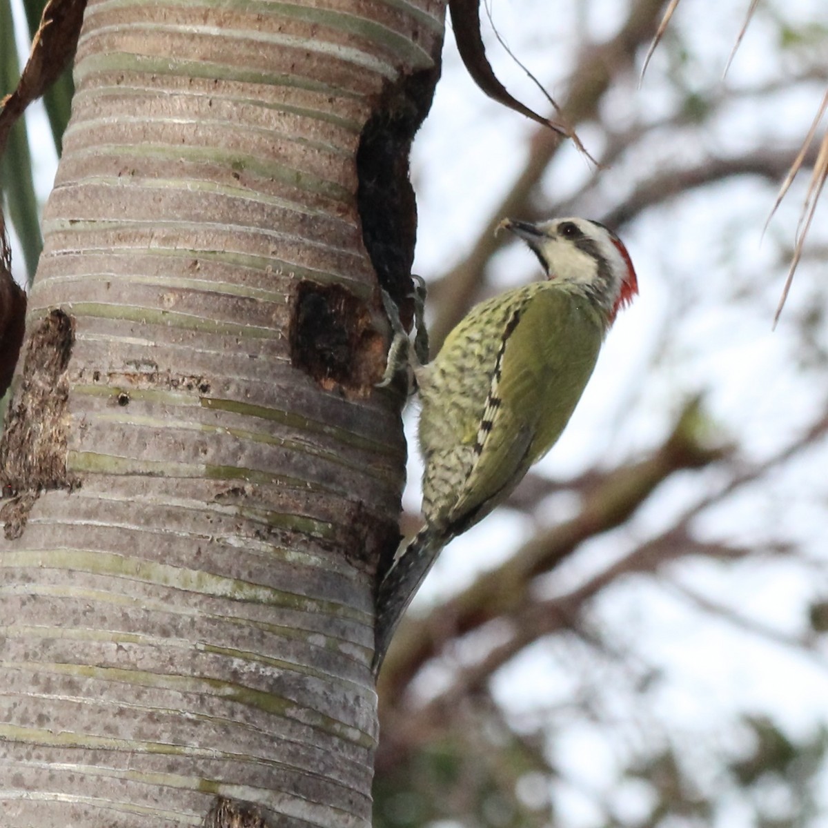 Cuban Green Woodpecker - ML617059983