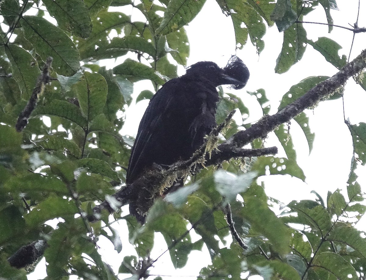 Эквадорская зонтичная птица - ML617059988