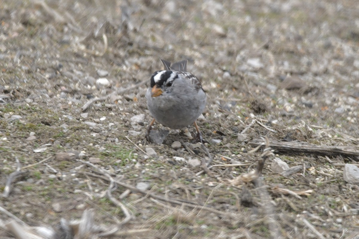 White-crowned Sparrow - ML617060050