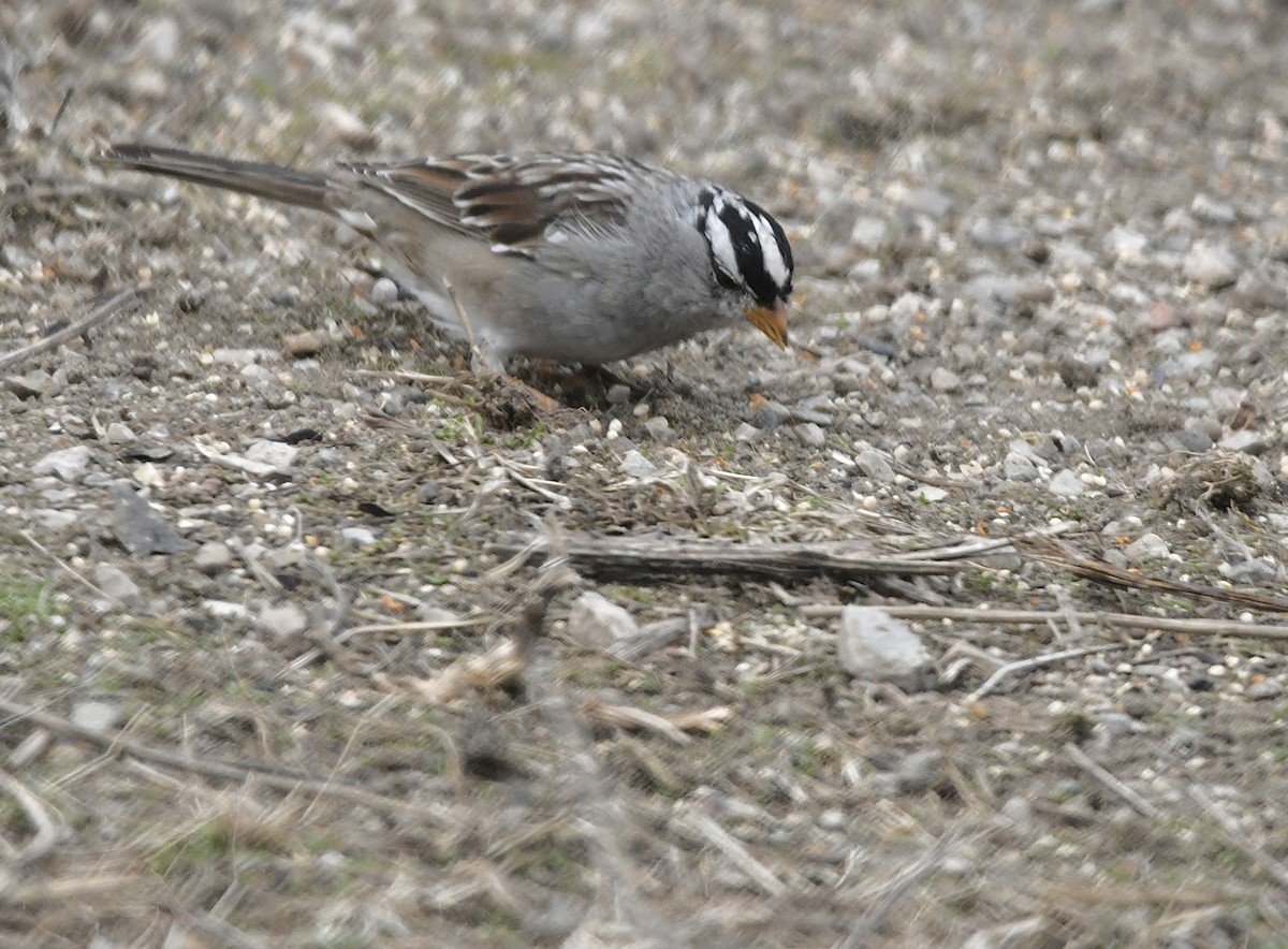 White-crowned Sparrow - ML617060052