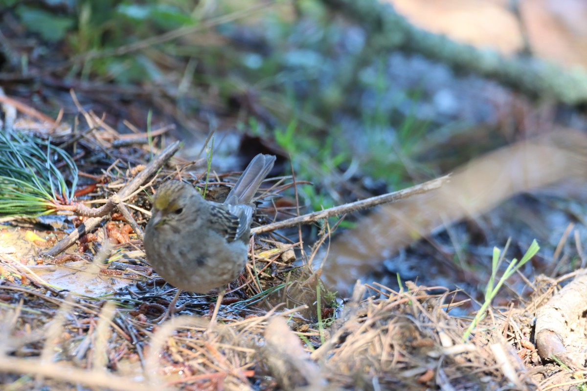 Golden-crowned Sparrow - ML617060059