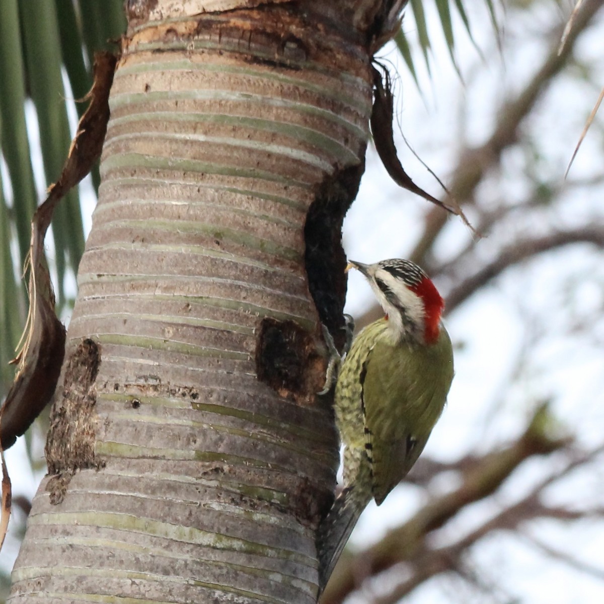 Cuban Green Woodpecker - ML617060111