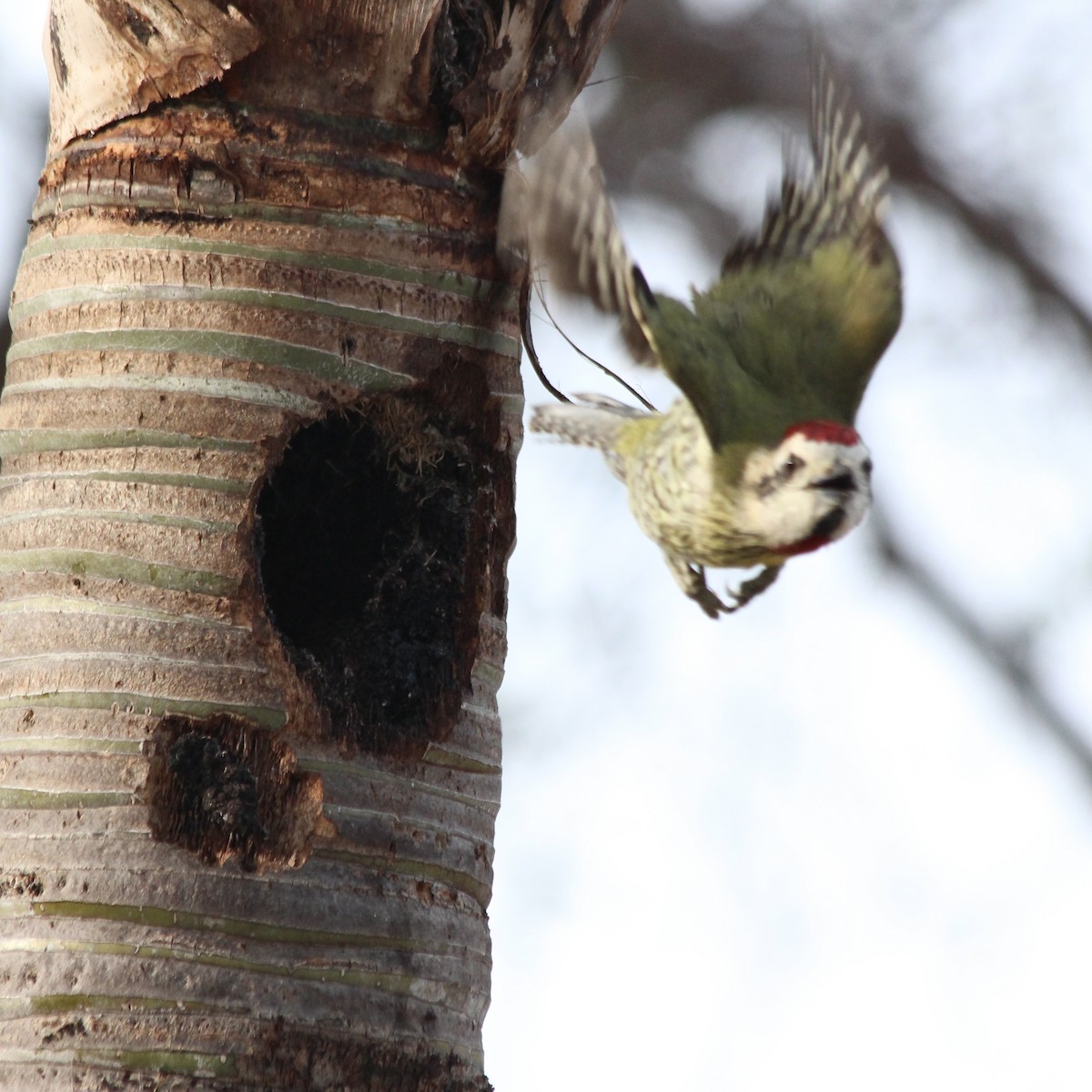 Cuban Green Woodpecker - ML617060118