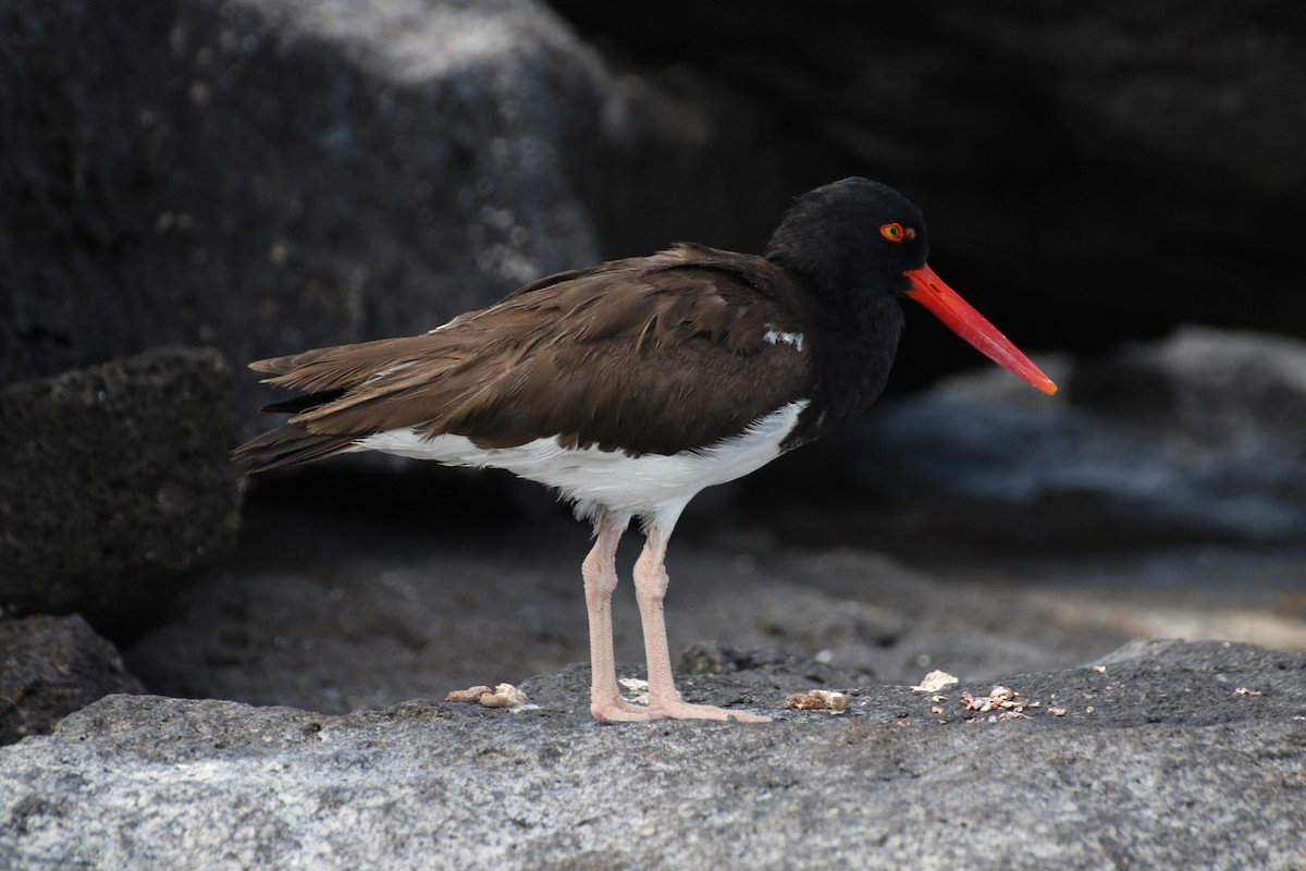 American Oystercatcher - Bob Rigter