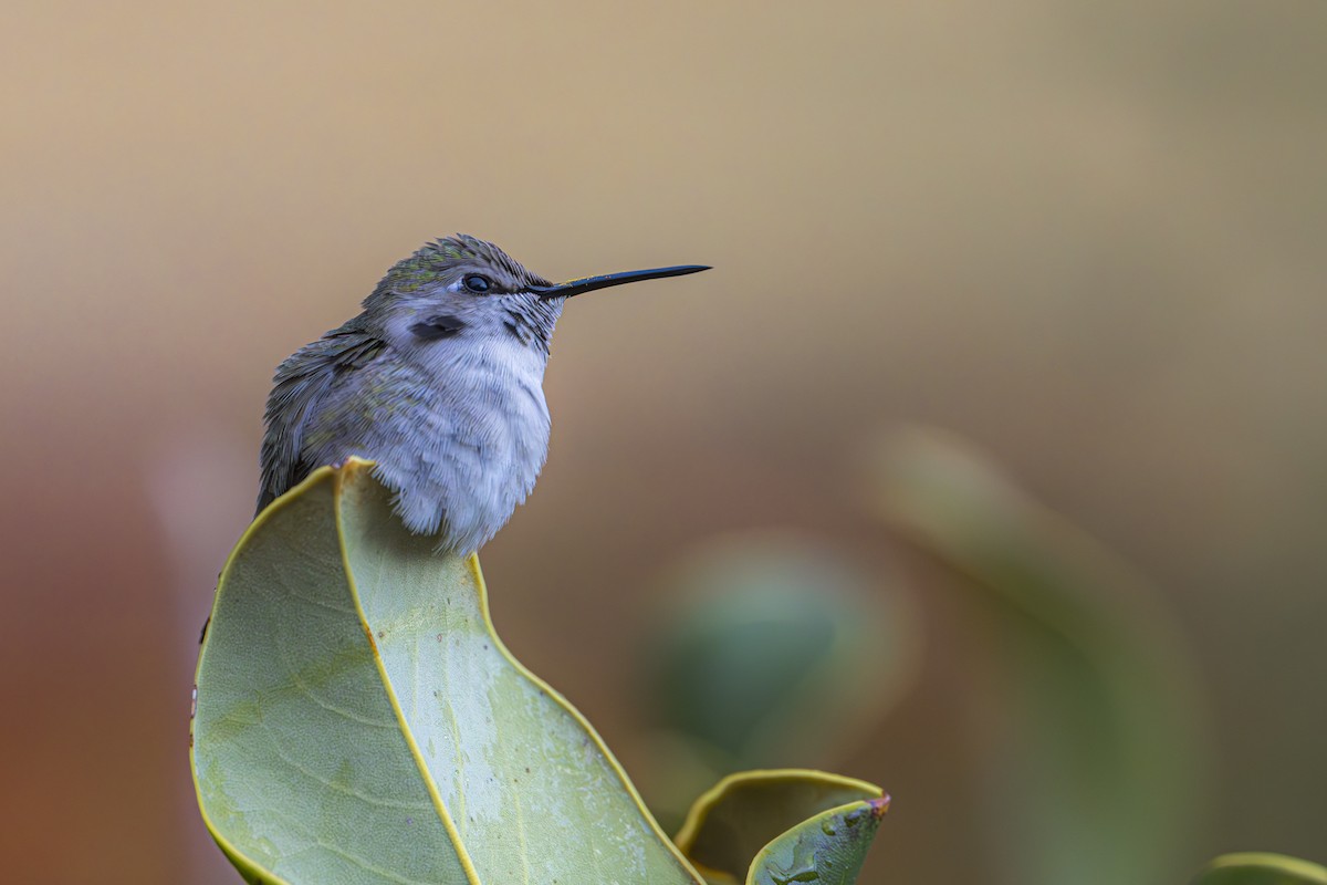 Costa's Hummingbird - ML617060196