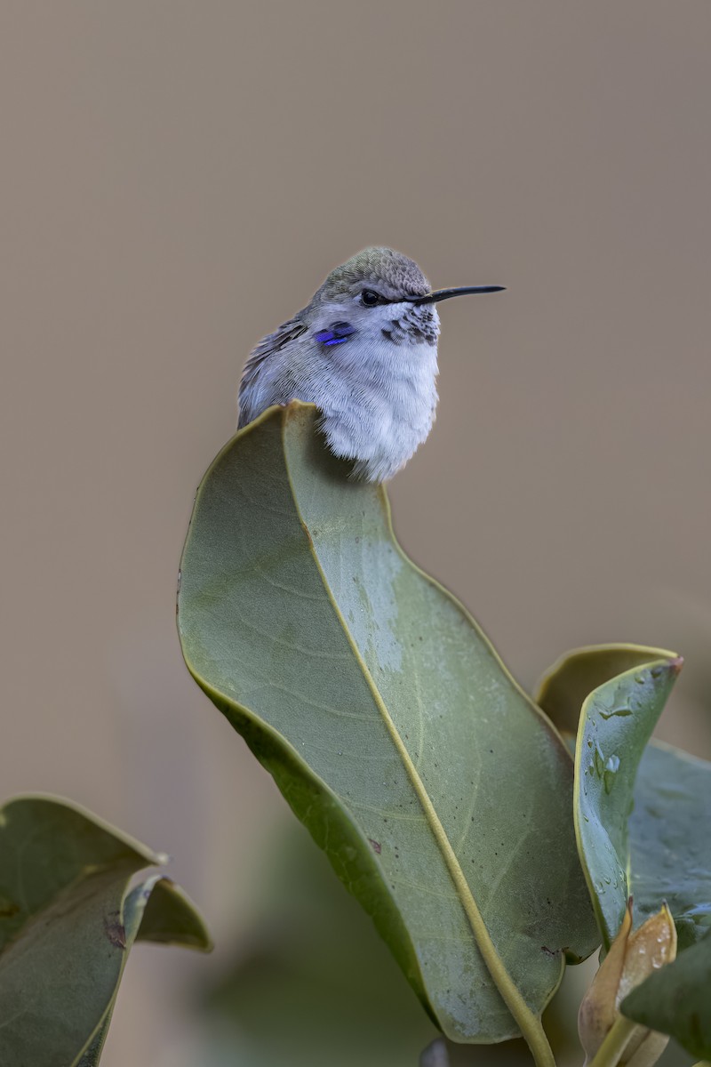 Costa's Hummingbird - ML617060197
