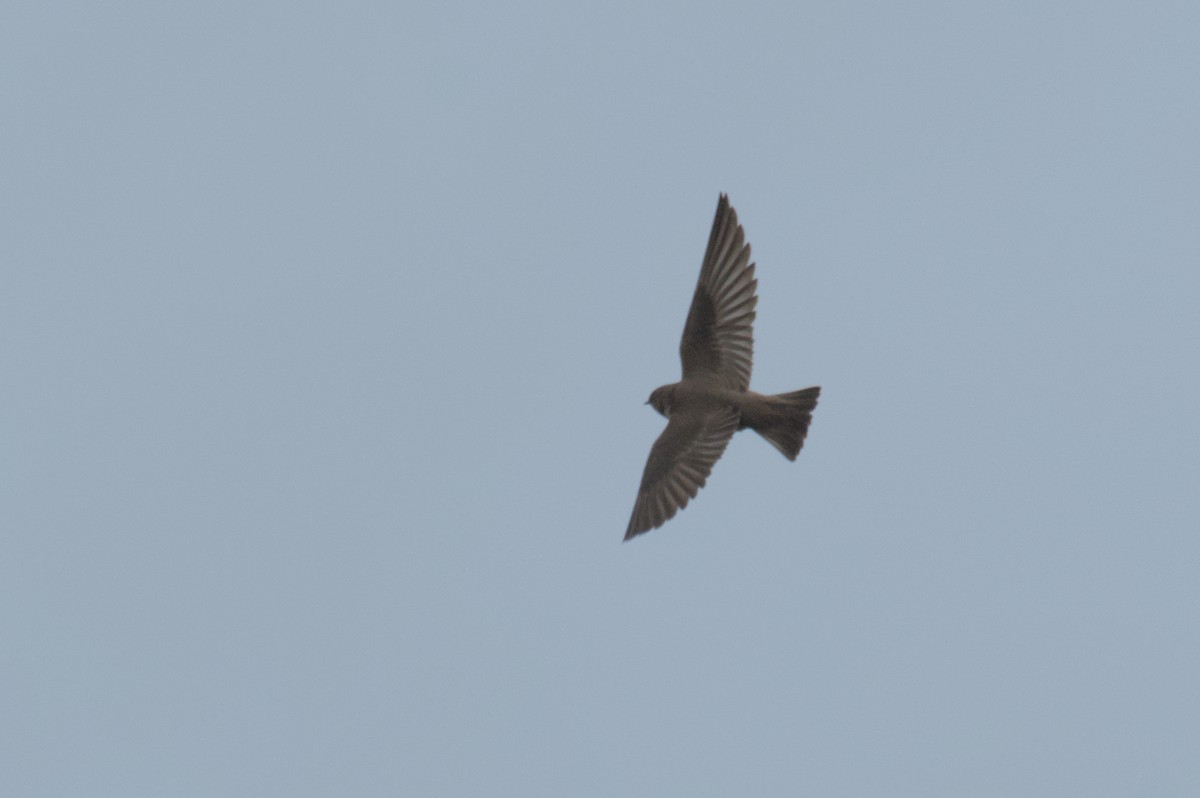 Northern Rough-winged Swallow - ML617060239