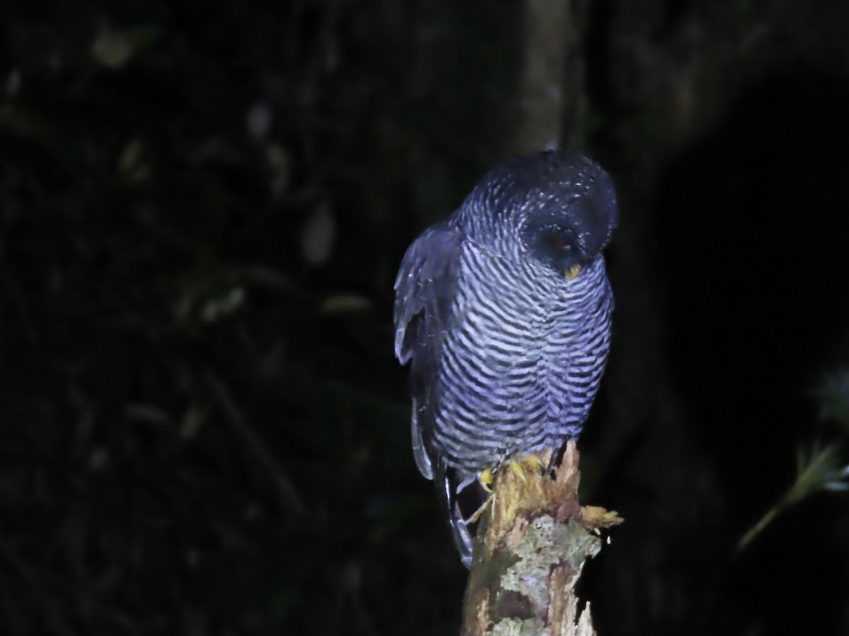 Black-banded Owl - ML617060281