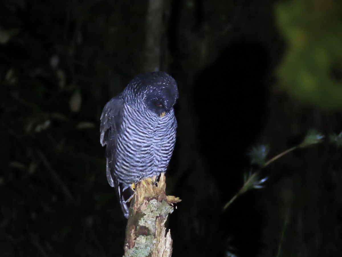 Black-banded Owl - ML617060284