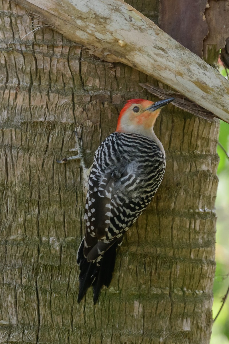 Red-bellied Woodpecker - Robert Sawyer