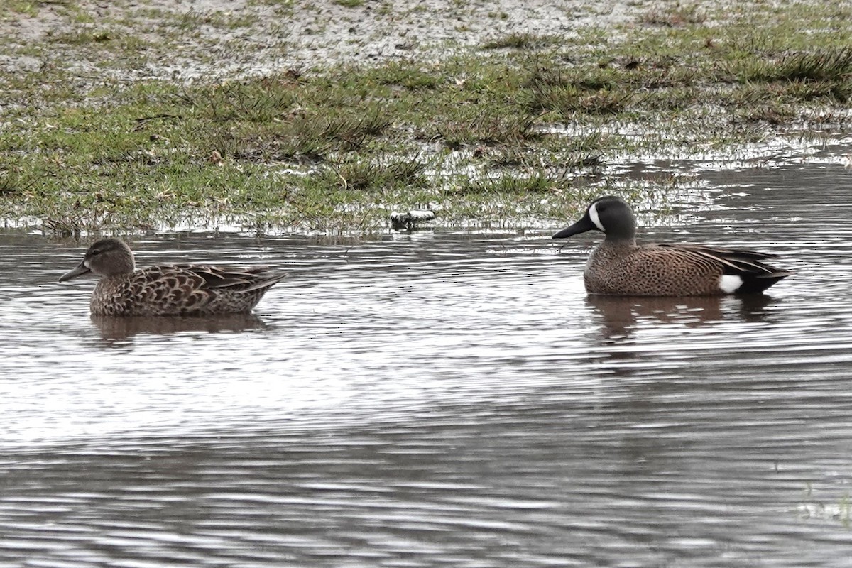 Blue-winged Teal - ML617060522