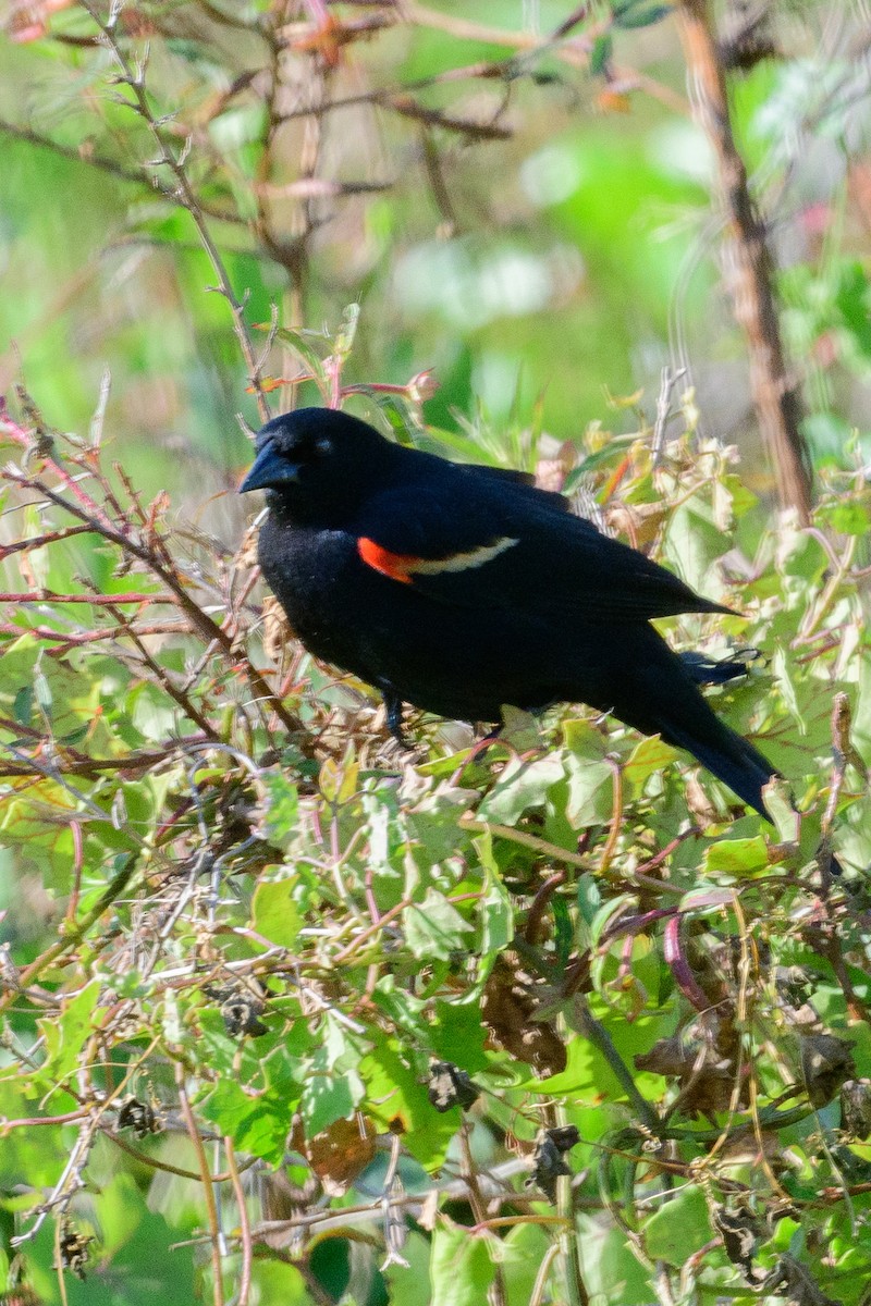 Red-winged Blackbird - Robert Sawyer