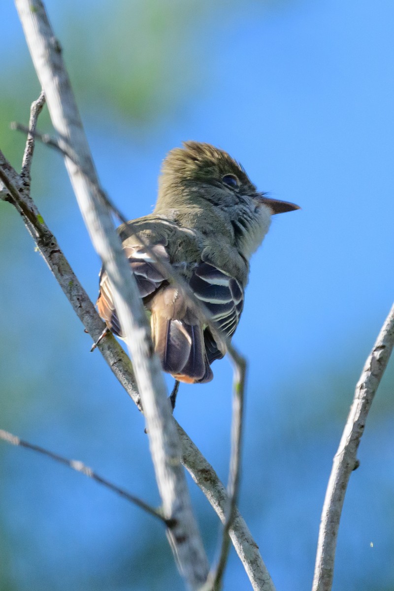 Great Crested Flycatcher - ML617060651