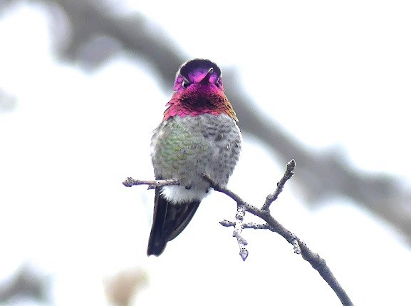 Anna's Hummingbird - ML617060674