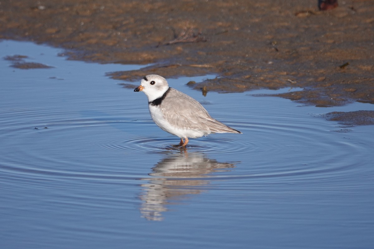 Piping Plover - ML617060693