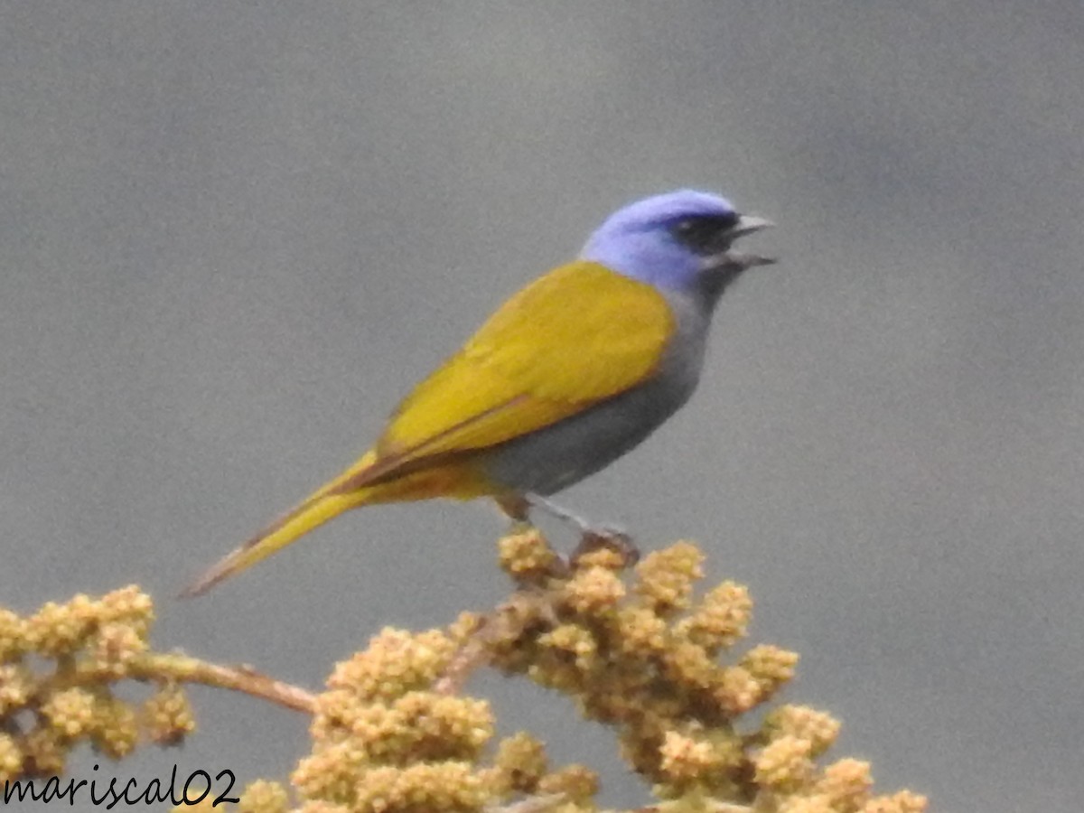 Blue-capped Tanager - ML617060814