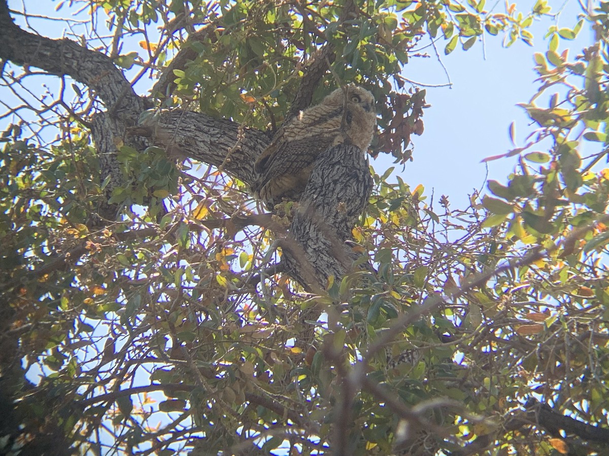 Great Horned Owl - ML617060844