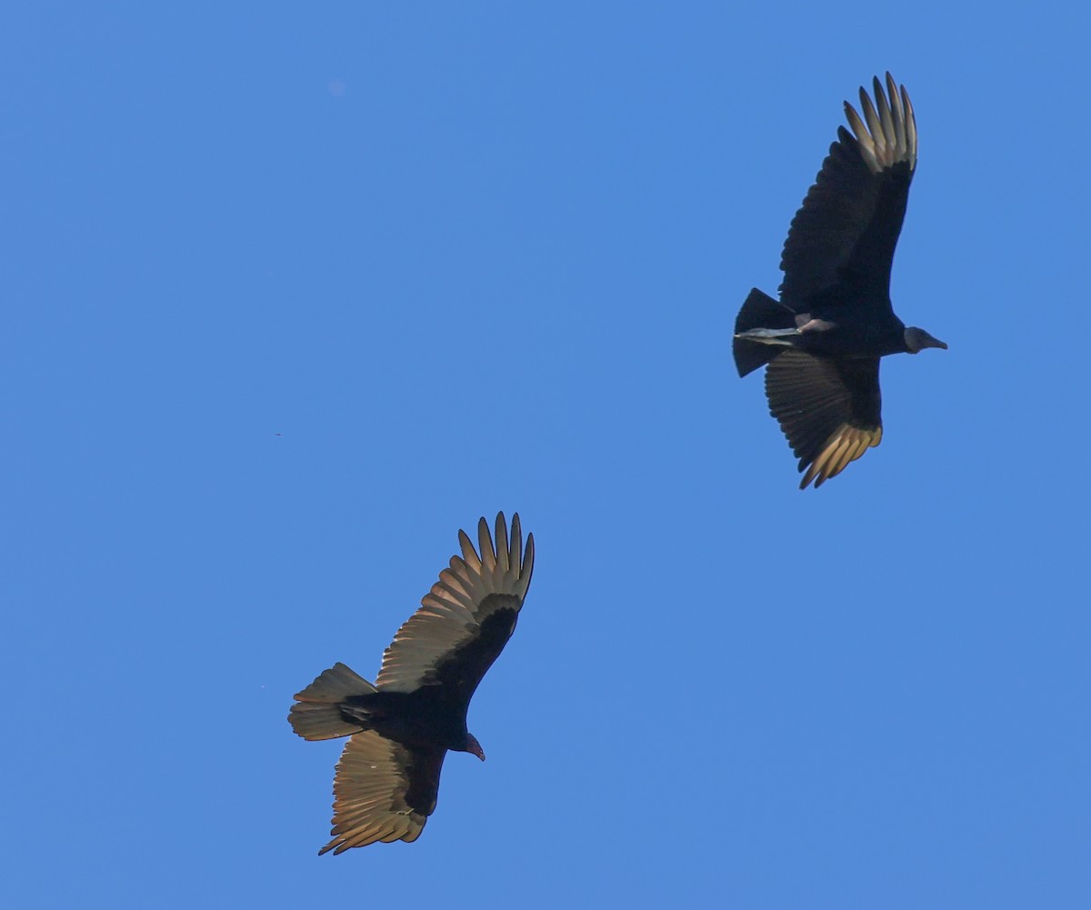 Turkey Vulture - ML617060966