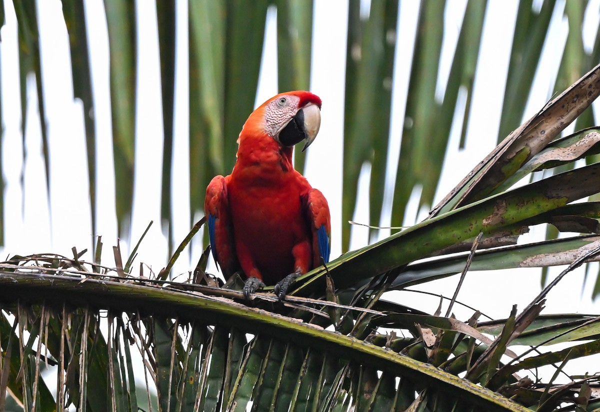 Scarlet Macaw - ML617061011