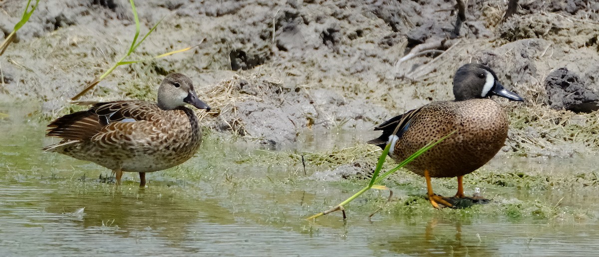 Blue-winged Teal - ML617061150
