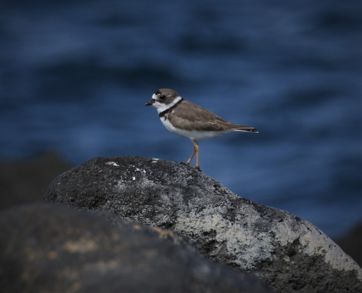 Semipalmated Plover - ML617061406