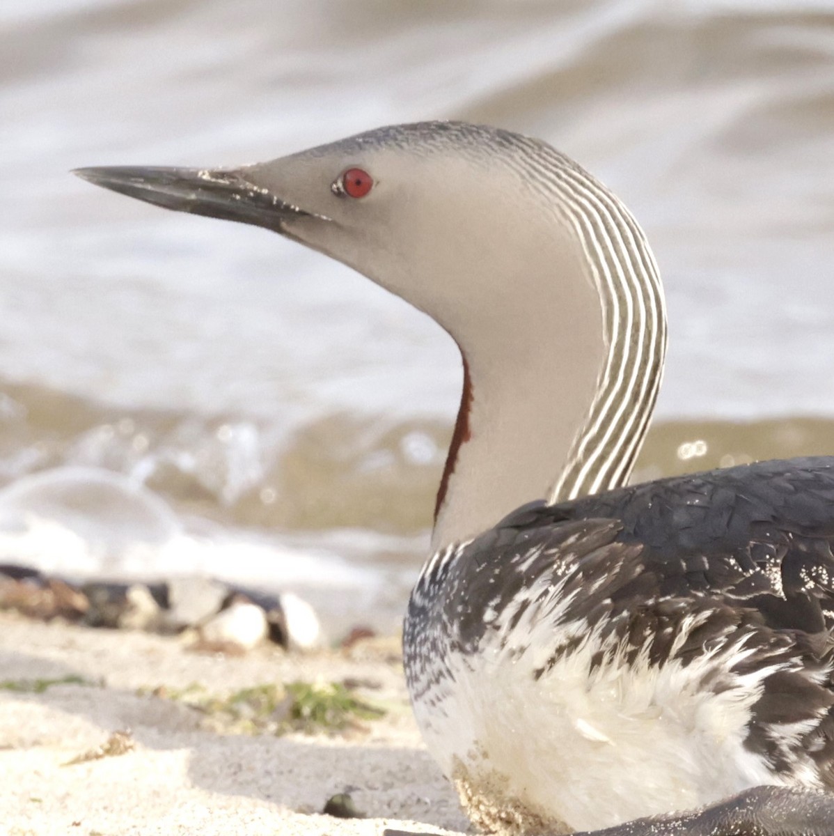 Red-throated Loon - ML617061493