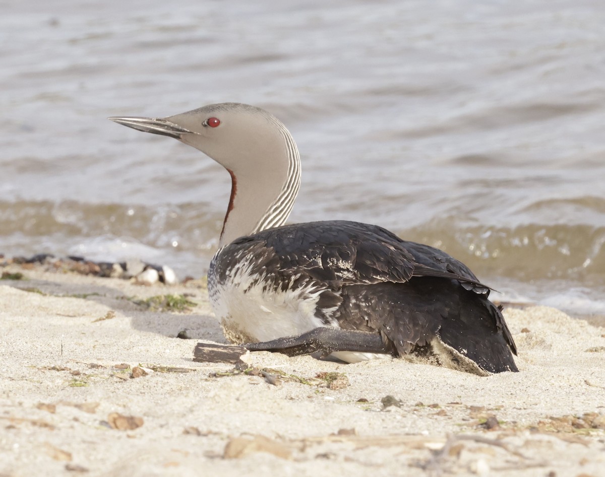 Red-throated Loon - ML617061495