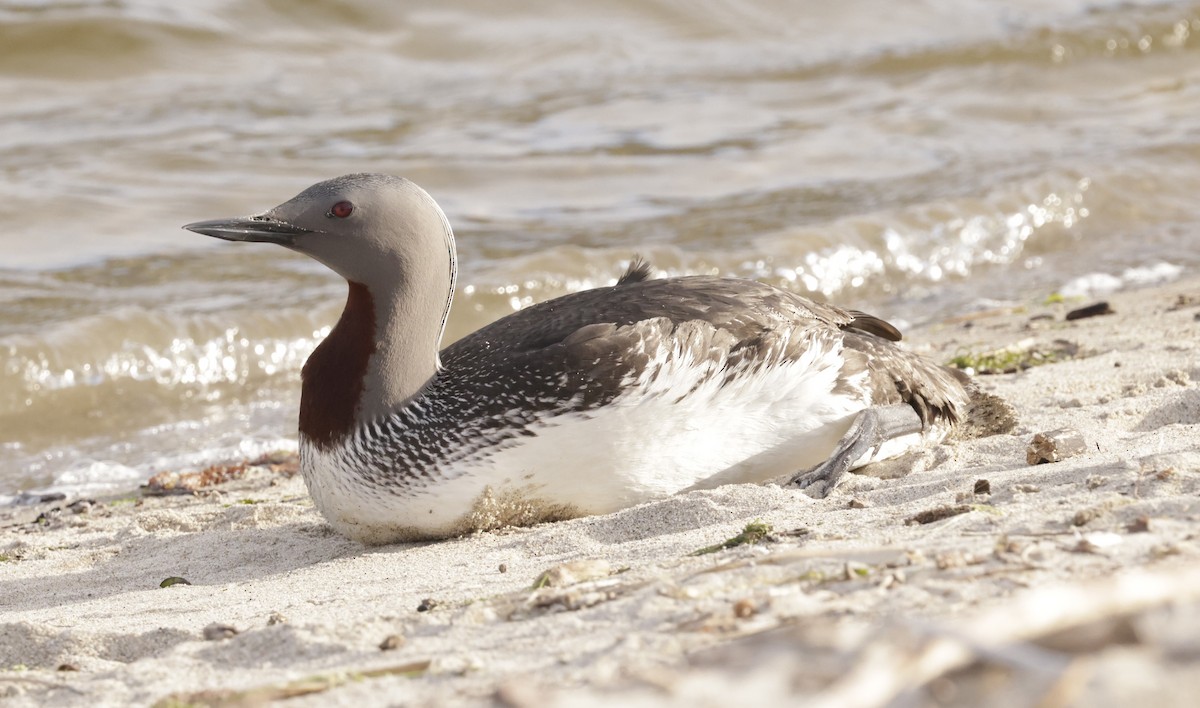 Red-throated Loon - ML617061496