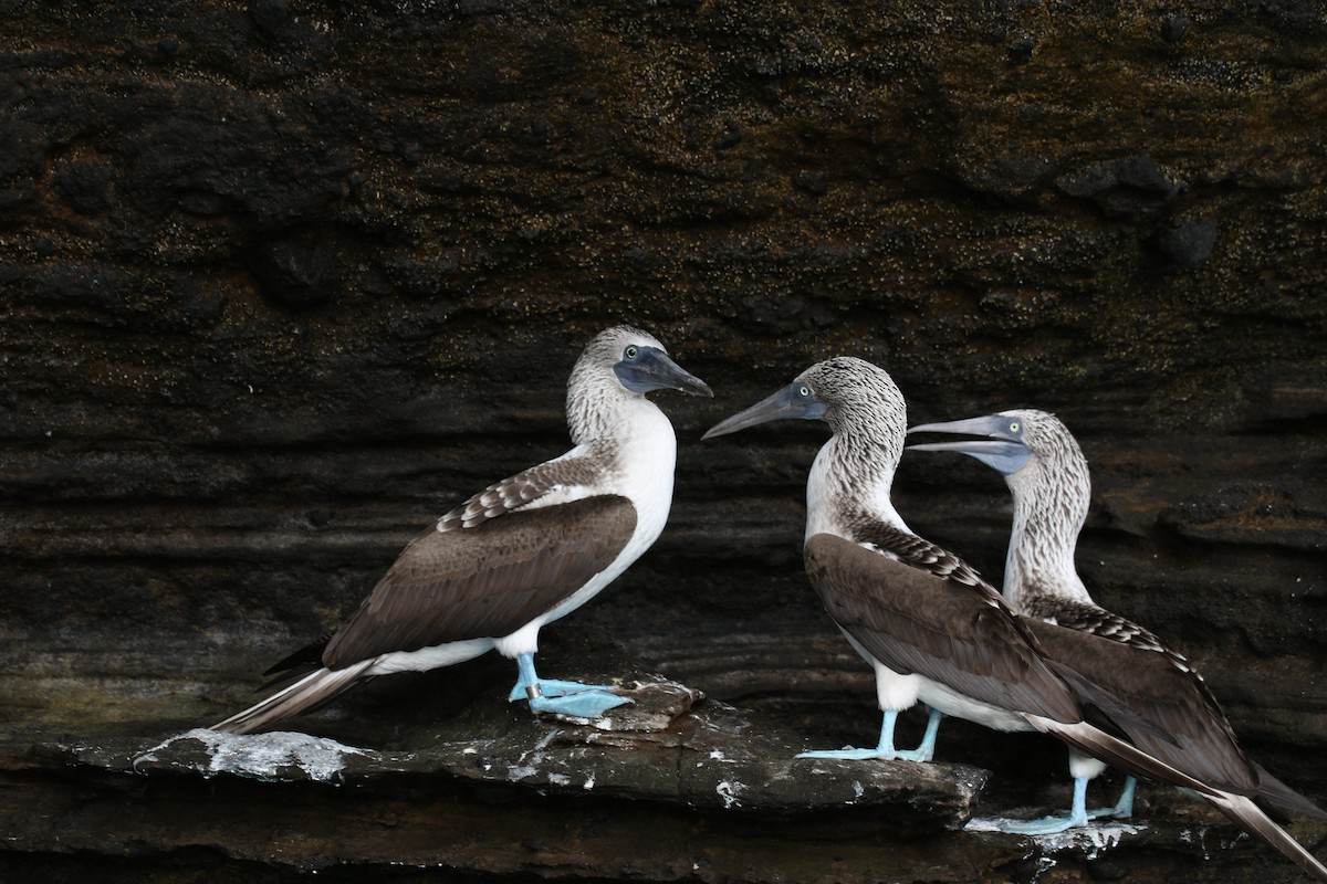 Blue-footed Booby - ML617061629