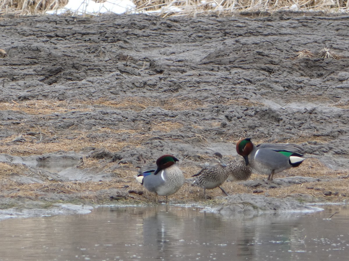 Green-winged Teal - ML617061632