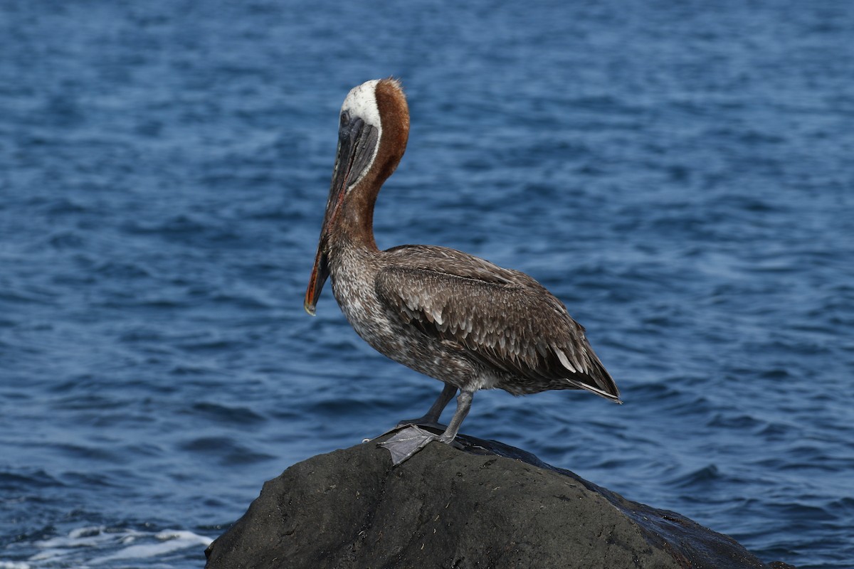 Brown Pelican (Galapagos) - Bob Rigter