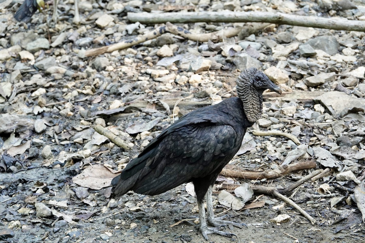 Black Vulture - ML617061816
