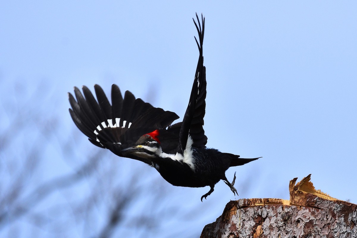 Pileated Woodpecker - Carson Kearns