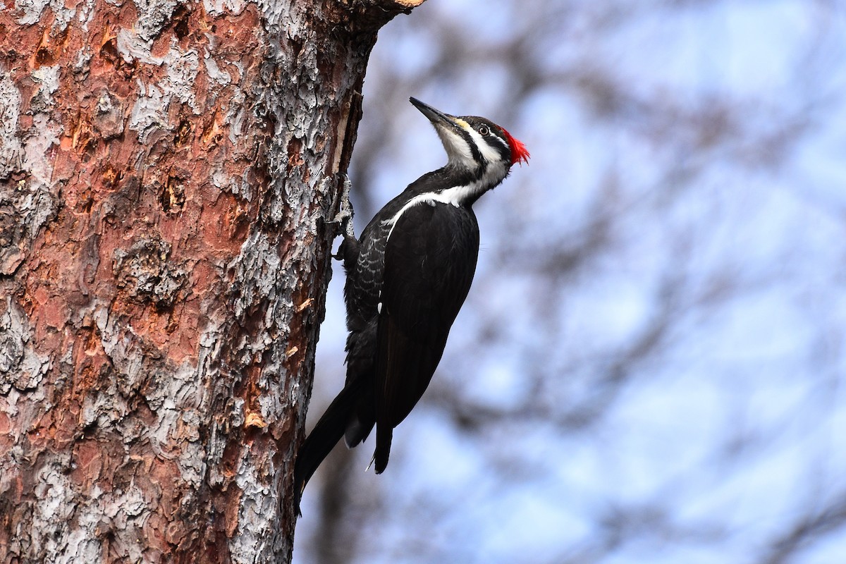 Pileated Woodpecker - ML617061874