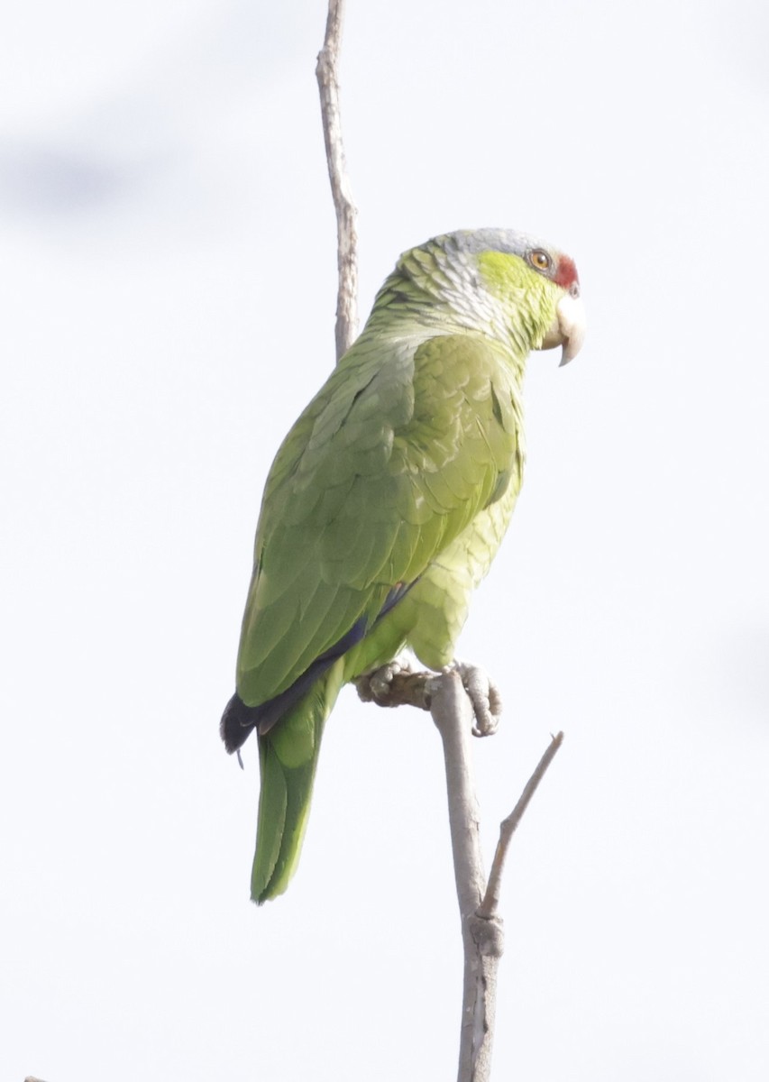 Lilac-crowned Parrot - ML617061875
